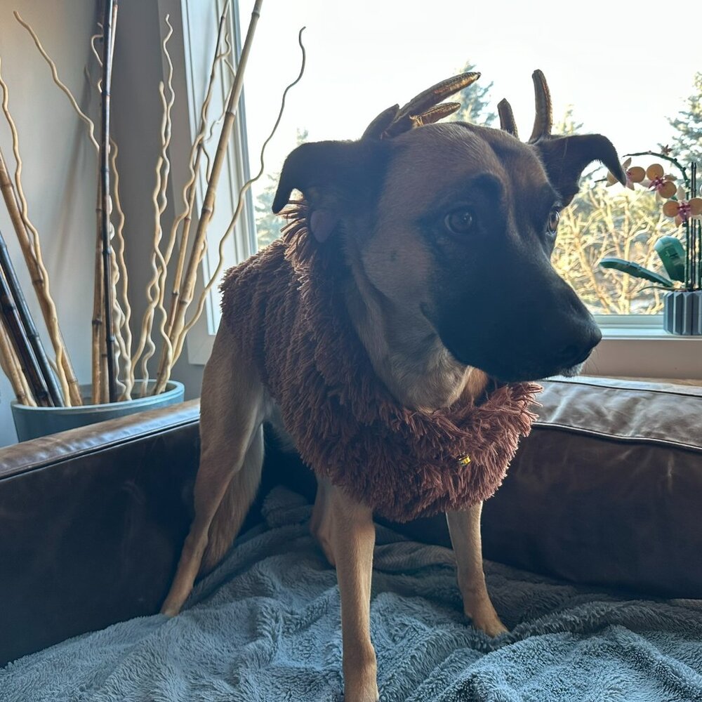 Jingles & Joy Reindeer Jacket/Costume for Dogs